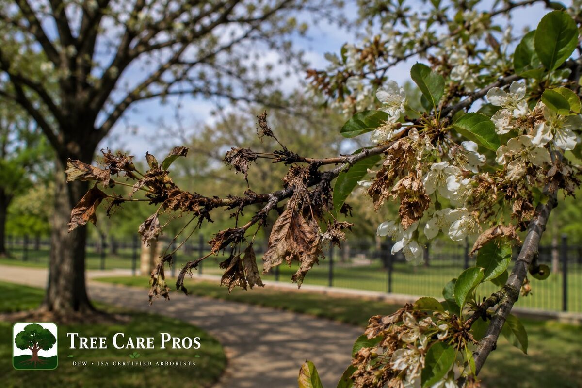 Brown Rot (Blossom & Twig Blight) — Dallas–Fort Worth, Texas Brown rot blossom and twig blight on a tree in Dallas–Fort Worth, Texas — blighted blossoms and cankered, dying twigs.