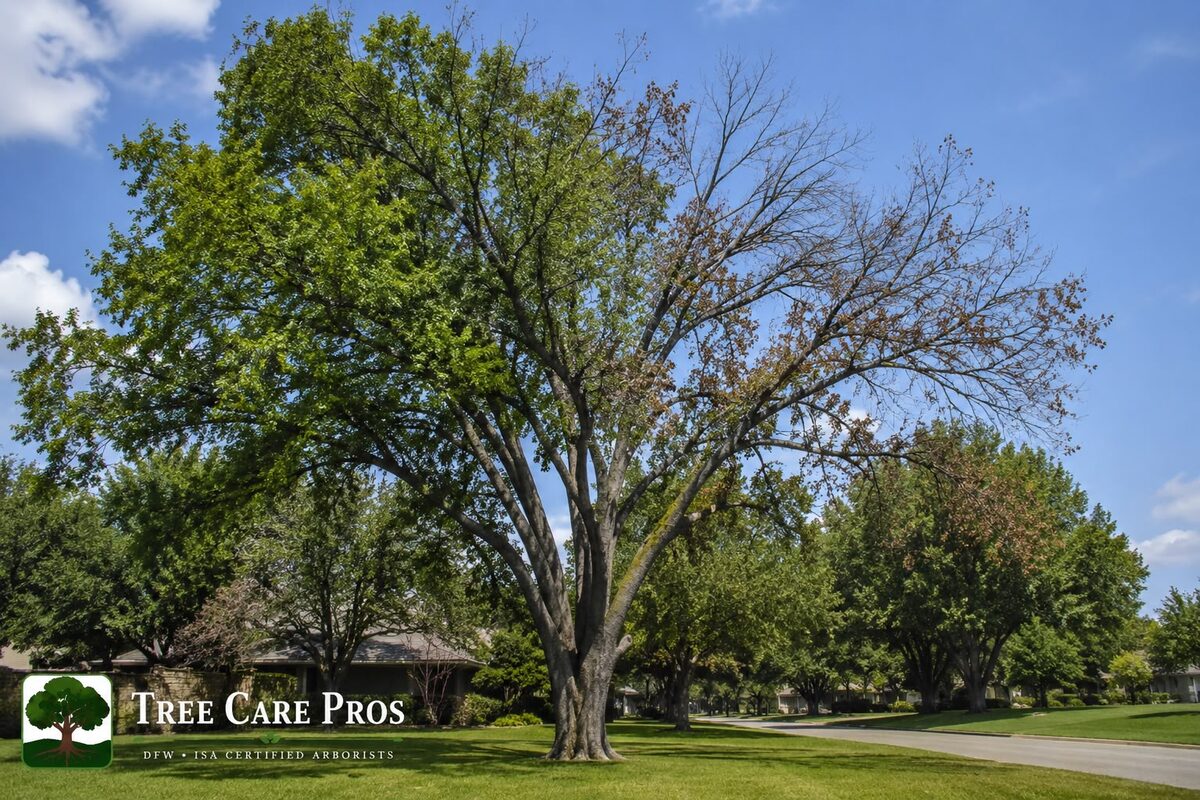 Dutch Elm Disease — Dallas–Fort Worth, Texas Dutch elm disease on an elm in Dallas–Fort Worth, Texas — leaf flagging, wilting, and crown dieback from vascular infection.