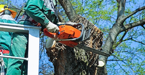 Tree removal ferntree gully, Roanoke TX