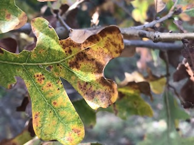 Yellow leaves is a sign that your tree could be sick.