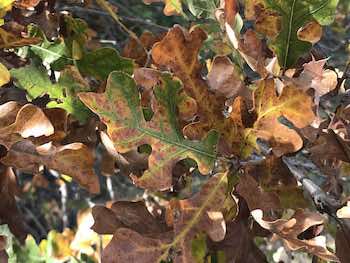 Brown leaves is a sign that your tree could be sick.