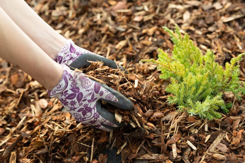 How To Properly Mulch Around Trees Tree Care Pros