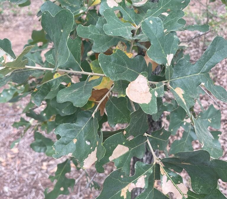 Identifying Oak Tree