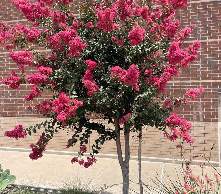 Winter Care Guide for Crepe Myrtle Trees